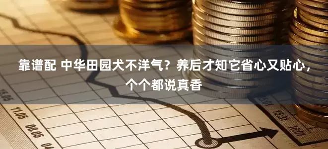 靠谱配 中华田园犬不洋气？养后才知它省心又贴心，个个都说真香